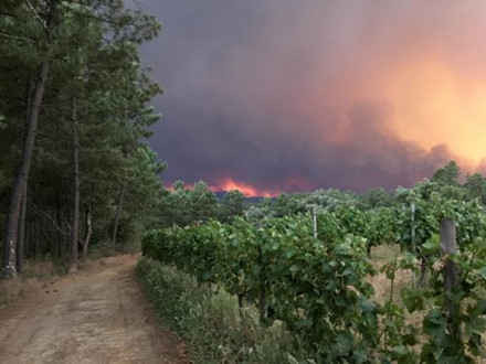 Hình ảnh biển lửa khủng khiếp vụ cháy rừng khiến 62 người chết ở Bồ Đào Nha ảnh 15