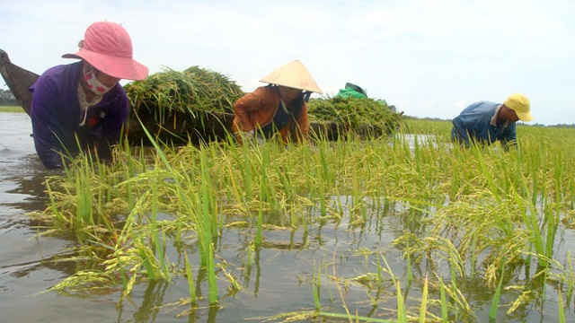 Người dân thu hoạch lúa non sau mưa lũ