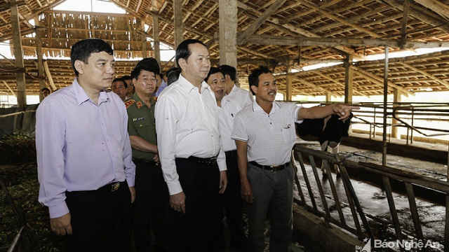 Chủ tịch nước và đoàn thăm trại nuôi bò sữa của ông Ngô Xuân Ngoạn xã Nghĩa Đồng - Ảnh Đức Anh
