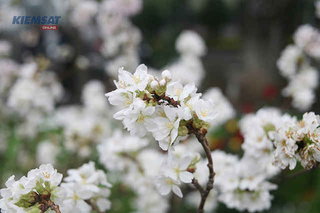 Hai hàng cây hoa anh đào có chiều cao khoảng 8m, được sắp xếp dọc lối lên tượng đài Lý Thái Tổ. Ba sắc hoa anh đào trắng, hồng tươi, đỏ có chiều dài cành từ 1,2m đến 1,6m.