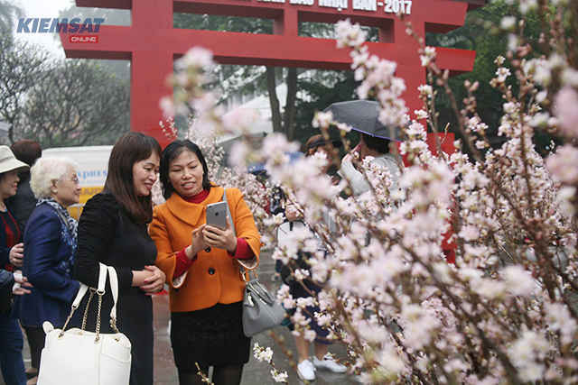Lễ hội hoa anh đào diễn ra trùng với thời gian hoạt động của không gian đi bộ khu vực hồ Hoàn Kiếm nên đa phần khách đến phố đi bộ đều ghé thăm triển lãm hoa anh đào.
