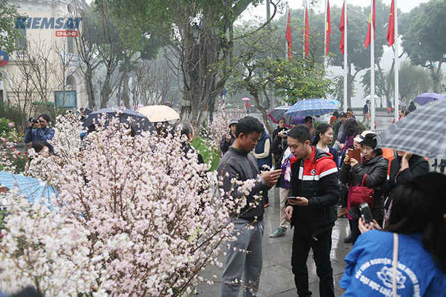Mặc dù thời tiết những ngày qua tại Hà Nội mưa phùn, ẩm ướt nhưng đông đảo người dân Thủ đô và du khách vẫn nô nức đến tham quan, thưởng lãm vẻ đẹp của hoa anh đào.