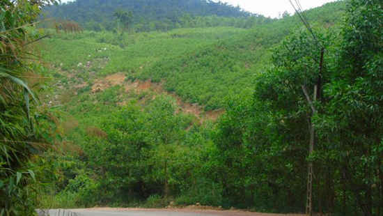 Hành chính hóa việc phá rừng ở Bắc Giang