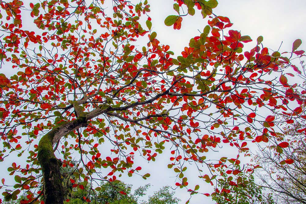 Cây bàng lá đỏ - Nền lá đỏ: Một trong những cảnh đẹp mùa thu tuyệt vời nhất chính là cây bàng lá đỏ. Những chiếc lá đỏ rực rỡ của cây tạo nên một bức tranh tự nhiên hoàn hảo. Hãy cùng khám phá hình ảnh của cây bàng lá đỏ để trải nghiệm vẻ đẹp thiên nhiên tuyệt vời này.