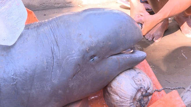 Cá lạ nặng 150kg được bắt trên sông Cổ Chiên là loài đã tuyệt chủng tại Việt Nam - Ảnh 1