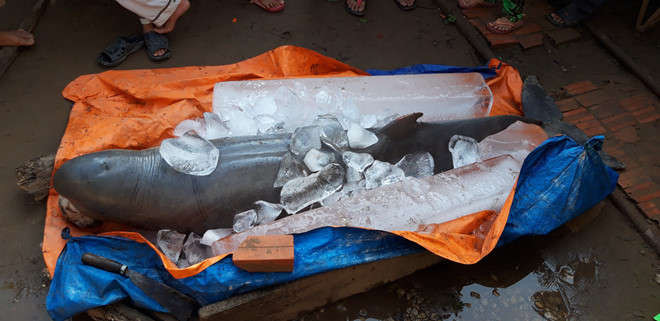 Cá lạ nặng 150kg được bắt trên sông Cổ Chiên là loài đã tuyệt chủng tại Việt Nam - Ảnh 3