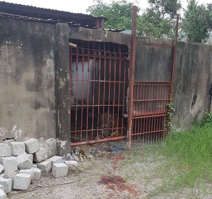 Chuồng nuôi nhốt hổ xảy ra vụ hổ cắn đứt 2 tay người đàn ông ở thị xã Thuận An, tỉnh Bình Dương.
