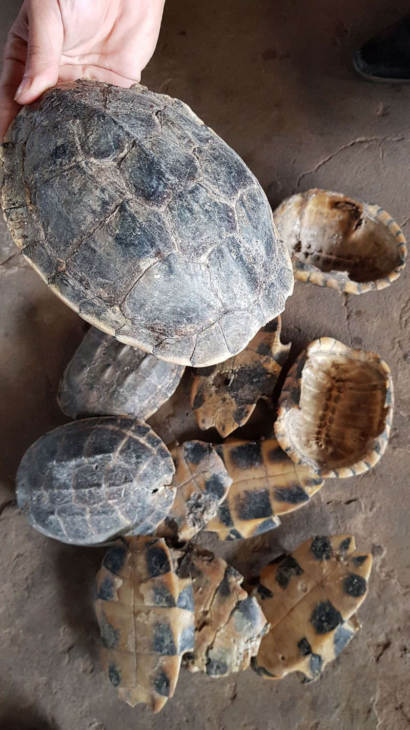 Buôn bán mai rùa quý hiếm để nấu cao trong nước và sang Trung Quốc, ảnh chụp tại một trang trại có hoạt động “rửa nguồn gốc động vật” ở An Giang.