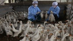 Nguy cơ virus gia cầm A/H7N9 và các chủng virus cúm khác xâm nhiễm vào Việt Nam