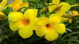 Bộ Y tế khuyến cáo 08 loại cây, hoa không nên trồng