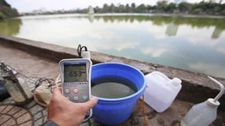 Hồ Gươm ô nhiễm nặng