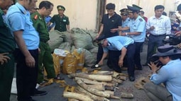 Xử lý nghiêm vụ cán bộ Hải quan đánh tráo, chiếm đoạt tang vật ngà voi