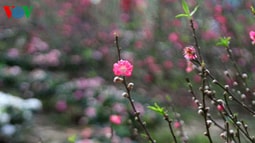 Thời tiết lạnh trong dịp Tết Nguyên đán Đinh Dậu