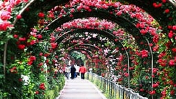 Lễ hội hoa hồng Bulgaria lần đầu được tổ chức giữa lòng Thủ đô