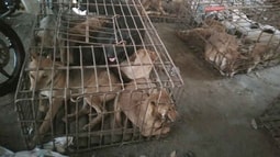 Trộm chó, bỏ cả ô tô