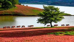 Mùa cỏ hồng Đà Lạt 2017