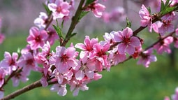 Chúc mừng Năm mới, Việt Nam!