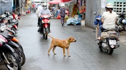 Từ 15/9, thả rông chó sẽ bị phạt