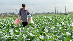 Miễn thuế sử dụng đất nông nghiệp đến hết năm 2020