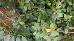 Buôn bán cỏ Mỹ, lá Khat sẽ bị xử lý hình sự