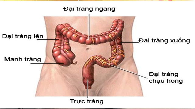 Làm theo 6 lời khuyên này bạn tránh được ung thư đại trực tràng