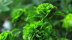Ngắm những gốc hồng trăm triệu khoe sắc trong Lễ hội hoa hồng 2018
