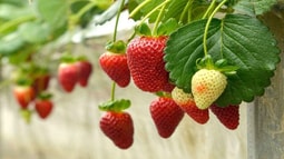 Ngỡ ngàng dâu tây Đà Lạt