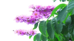 Bằng lăng tháng 5
