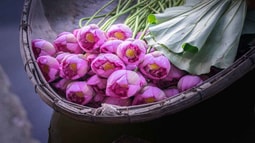 Thơm ngát sen tháng 5