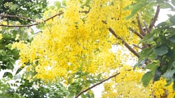 Hà Nội - Rực vàng hoa muồng Hoàng yến