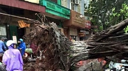 Tai nạn do cây gãy đổ, ai chịu trách nhiệm?