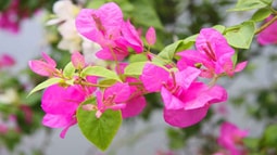 Hà Nội: Lãng mạn với những giàn hoa Giấy 