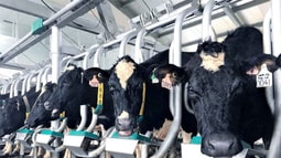 Vinamilk tiên phong sản xuất sữa A2 tại Việt Nam