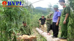 Nghệ An: Triệt phá nhóm lâm tặc phá rừng quy mô “khủng”