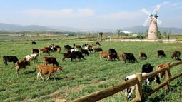 Nhiều lần muốn mua 14,5 triệu cổ phiếu Vinamilk không thành, F&N Dairy lại đăng ký mua hơn 17,4 triệu cổ phiếu