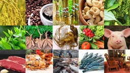 15 sản phẩm nông nghiệp được đề xuất là sản phẩm chủ lực quốc gia
