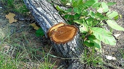 Đắk Lắk: Phê chuẩn bắt tạm giam đối tượng ‘xưng” phóng viên tham gia hủy hoại rừng