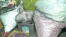 39 năm tù cho những kẻ chủ mưu làm thuốc chữa bệnh ung thư từ bột than tre
