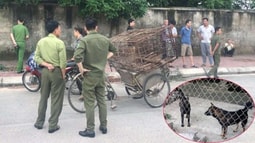 Chủ của đàn chó cắn cháu bé tử vong bị khởi tố