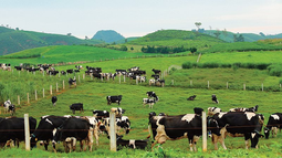 Sở hữu 75% vốn điều lệ GTNfoods, Vinamilk chính thức tham gia quản lý Mộc Châu Milk