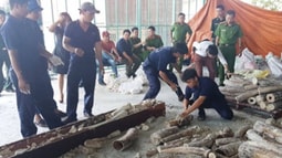 Xác định trách nhiệm hình sự của pháp nhân thương mại phạm tội vi phạm quy định về bảo vệ động vật nguy cấp, quý, hiếm