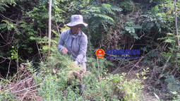 Trồng cần sa trong vườn nhà