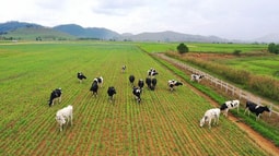 Đầu tư phát triển cả quy mô lẫn công nghệ, hệ thống trang trại Vinamilk tăng trưởng ấn tượng