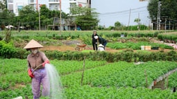 Tăng thời hạn miễn, giảm thuế sử dụng đất nông nghiệp từ năm 2021