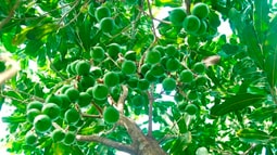 Góc nhìn đại biểu: Giải pháp nào cho phát triển bền vững cây mắc ca?