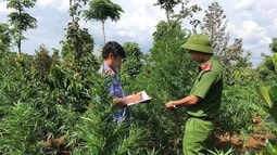 Đắk Lắk: Kiến nghị Chủ tịch UBND tỉnh có biện pháp tăng cường công tác phòng, chống tình trạng trồng cây cần sa