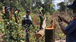  Đắk Nông: Khởi tố 7 đối tượng hủy hoại rừng với thủ đoạn tinh vi