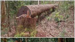 Kon Tum: Phát hiện những vụ phá rừng quy mô lớn