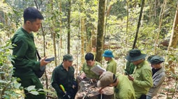 Thông tin về vụ phá rừng ở Kon Tum: Các cơ quan chức năng đã khẩn trương vào cuộc, xác minh