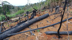 Xử lý nghiêm các trường hợp phá rừng, lấn chiếm đất rừng trái phép 